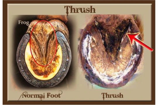 <ul><li><p>Thrush of the hoof</p><ul><li><p>Infection of the epidermal tisue of the frog of the horse’s hoof</p></li><li><p>Characterized by a<u> Foul smell</u></p></li></ul></li></ul><p></p>