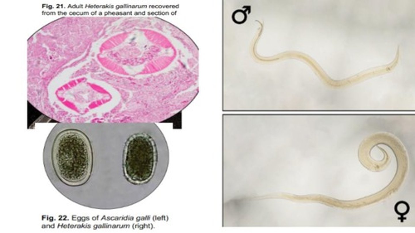 <p>Roundworm that infects the ceca of galliform birds </p><p>-Adults are small white worms, while eggs are ellipsoid with a thick smooth shell containing a single cell that fills the egg</p>