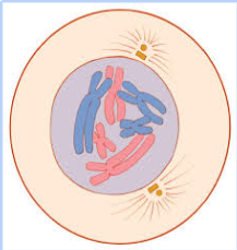 <p>What happens in prophase</p>