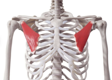 <ul><li><p>Proximal:</p><ul><li><p>Anterior surfaces of ribs 3–5 near their costal cartilages</p></li></ul></li><li><p>Distal:</p><ul><li><p>Coracoid process of scapula (medial border and superior surface)</p></li></ul></li><li><p>Action:</p><ul><li><p>Stabilizes scapula by drawing it anteriorly and inferiorly against thoracic wall</p></li><li><p>Assists in forced inspiration by elevating ribs</p></li></ul></li><li><p>Innervation:</p><ul><li><p>Medial pectoral nerve (C8–T1)</p></li></ul></li></ul><p></p>