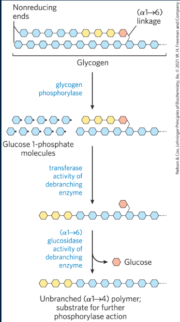 <p>debranching occurs via 2 steps:</p><ol><li><p>the transferase part of the debranching enzyme shifts 3 residues from one chain to the other (specifically the chain linked via the C1 to the chain linked by C6)</p></li><li><p>the remaining alpha (1→6) glucose is cleaved by alpha-1,6-glucosidase using water and yielding glucose and NOT glucose-1-phosphate </p></li></ol><p></p>