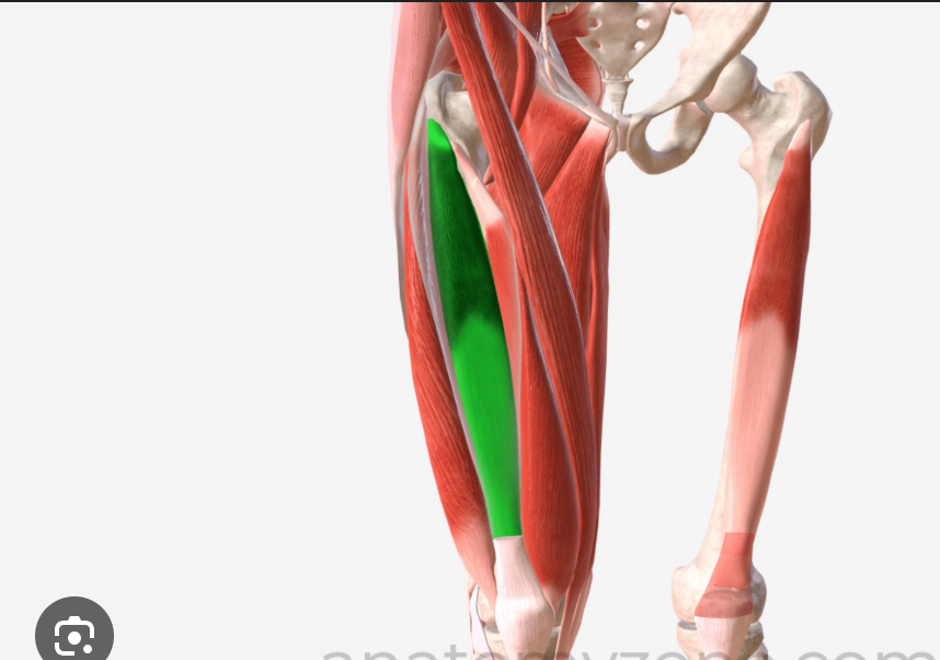 <p>P: Anterolateral Surface of Femur</p><p><span data-name="weary" data-type="emoji">😩</span> Quadriceps tendon to patella and then patellar ligament to tibial tuberosity</p><p>Extension of the leg at the tibialfemoral j.</p>