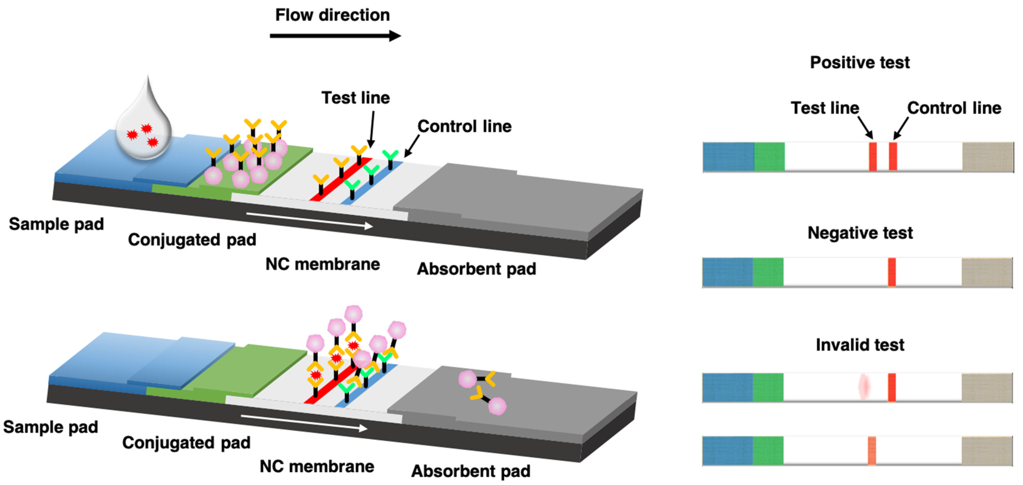 rapid lab test technique involve immunomigration (immunoassay) technology - used for at home COVID tests, pregnancy tests, etc
