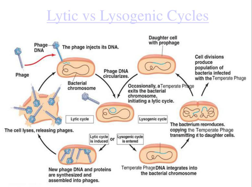 <p>Attachment → DNA injection → phage DNA replication → transcription/translation of viral proteins → assembly → lysis and release</p>