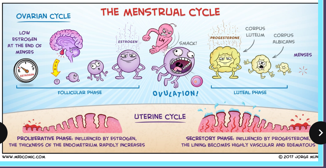 <ul><li><p>Menstruation (Estrogen drops + Uterine lining shed)</p></li><li><p>Follicular Phase (Releasing estrogen + thick uterine lining))</p></li><li><p>Ovulation (Lots of estrogen = egg release)</p></li><li><p>Luteal phase (Progestrone + estrogene)</p></li></ul><p></p>