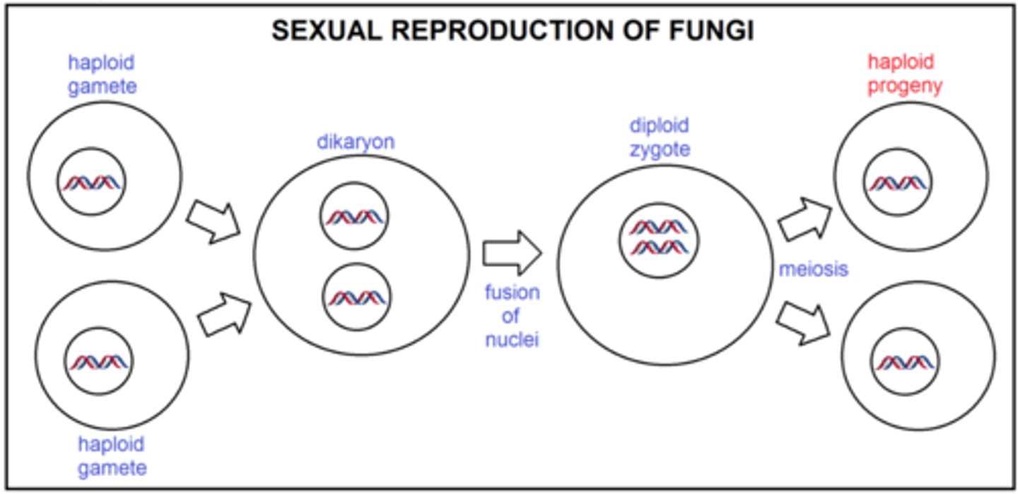 <p>1-plasmogamy</p><p>2-karyogamy</p><p>3-meiosis</p>