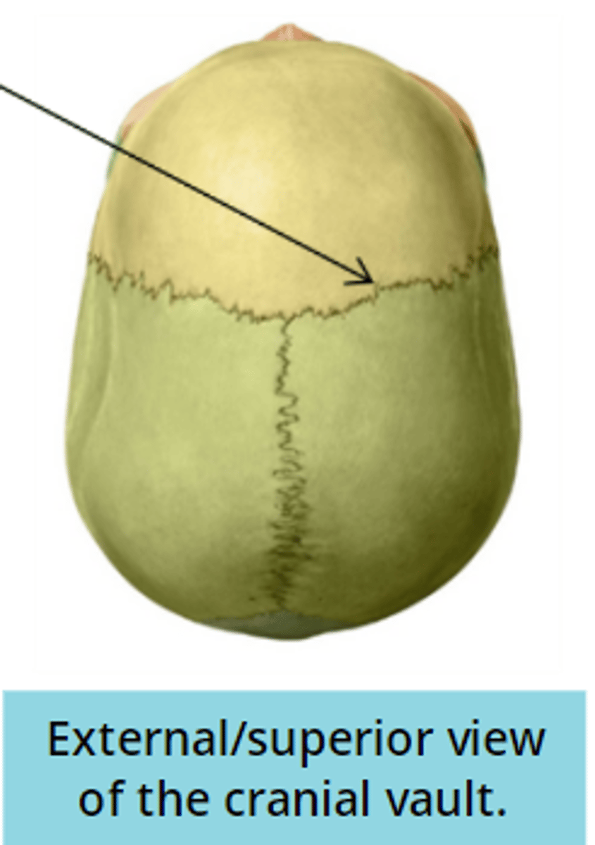 <p>frontal and parietal</p>