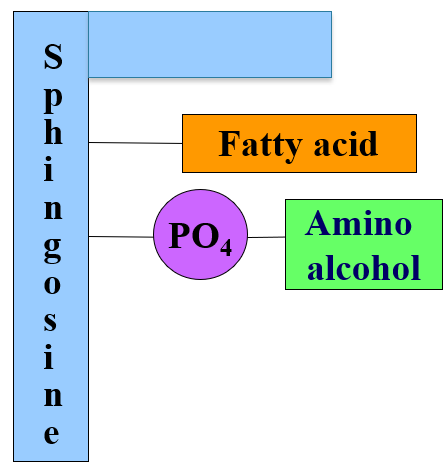 <p>sphingosine (18 carbon amino alcohol) instead of glycerol</p><ul><li><p>fatty acid, phosphate and a amino alcohol</p></li></ul><p></p>