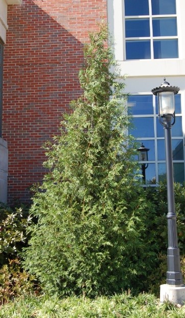 <p>Green Giant Arborvitae - Thuja standishii x plicata</p>