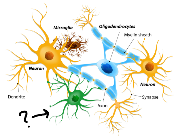 <p>What cell is this?</p><p>which nervous system is it apart of?</p>