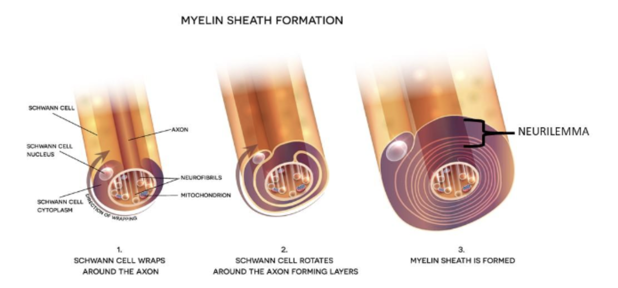<ul><li><p>from a <strong>Schwann cel</strong>l; this wraps itself around the axon like a coil.</p></li><li><p>The outer layers of a Schwann cell are called the <strong>neurilemma.</strong></p></li></ul><p></p>