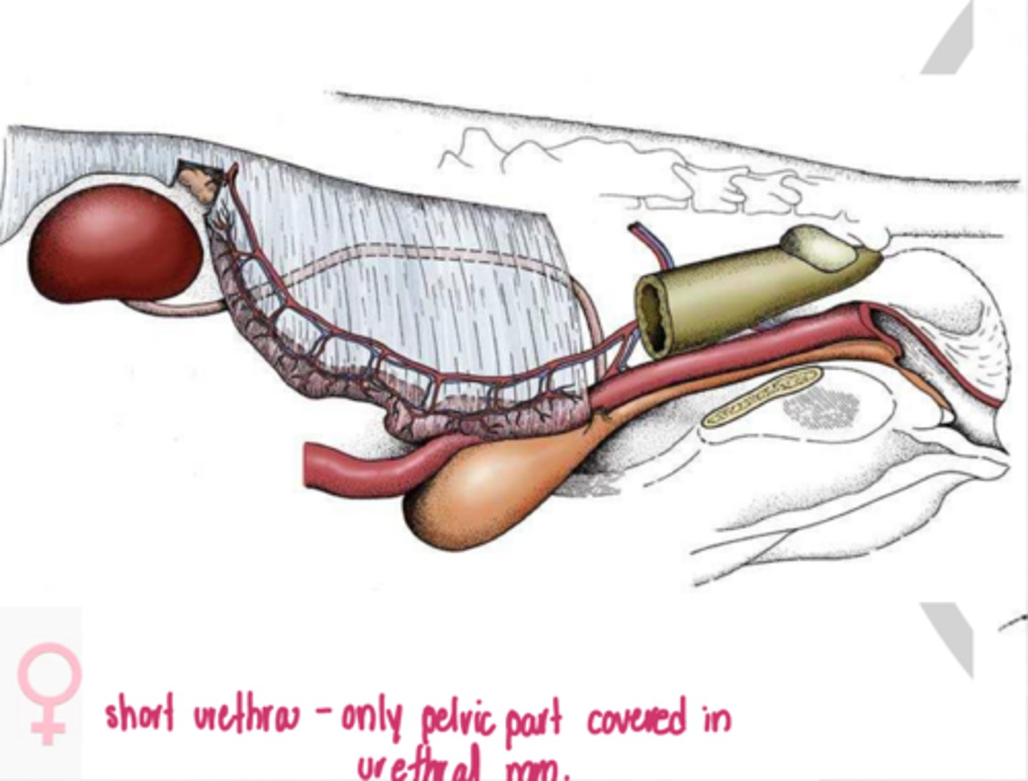<p>describe the urethra of the female</p>