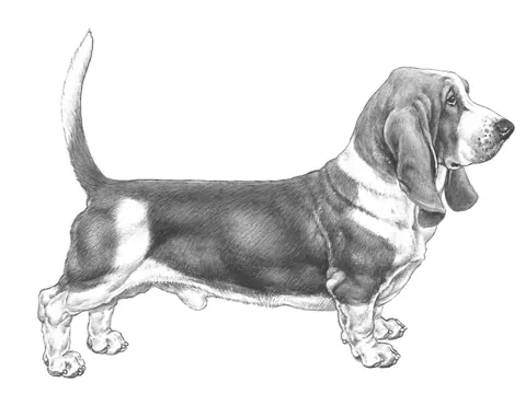 <p>Basset hound</p>