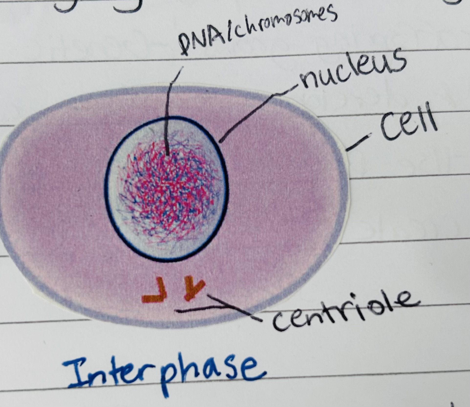 <p>Everything but mitosis. Longest part of a cell’s life. </p>