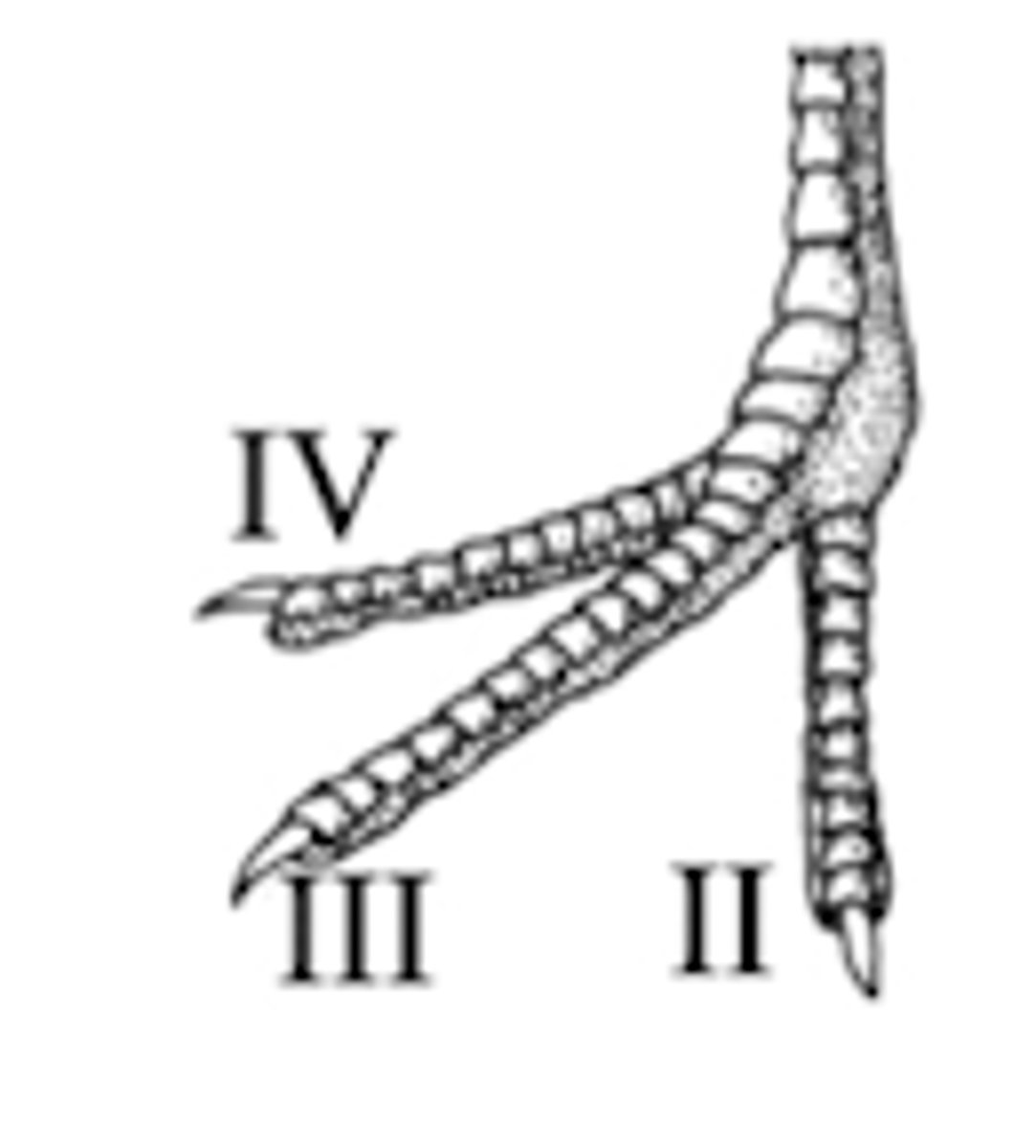 <p>no 1st digit &amp; digits 2,3,4 face foreward</p>