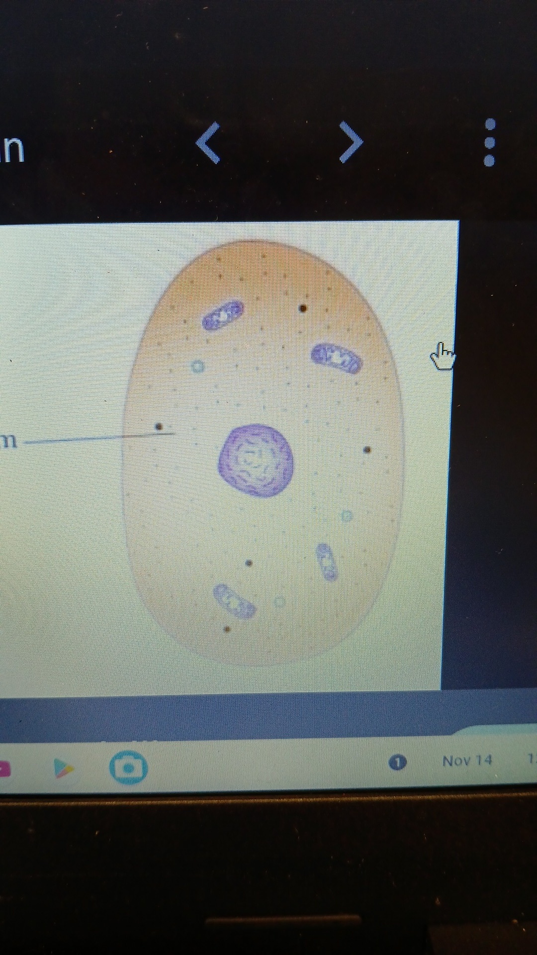 knowt flashcard image