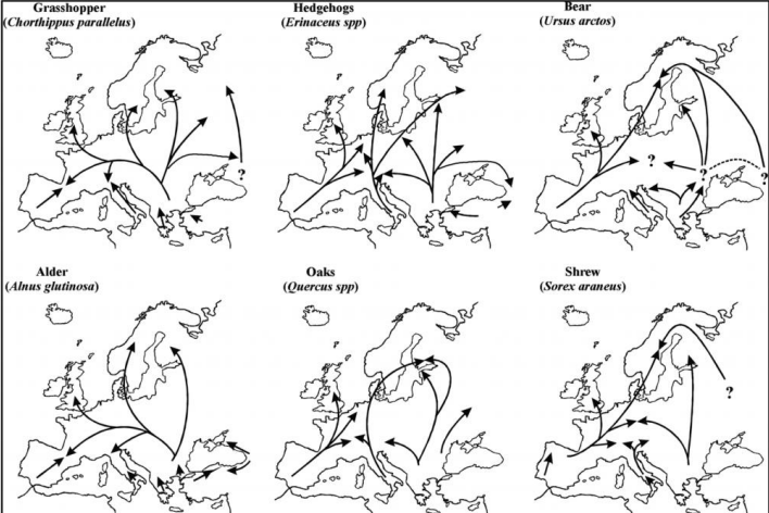 <p>Describe the spread of species in the warming from the Last Glacial Maximum:</p><p></p><p>Characterize the spatial patterns of genetic diversity as a species’ geographic range shifts in response to environmental change</p>