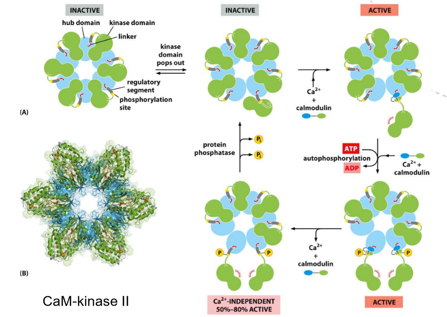 <p><strong>Calmodulin</strong> is a small, Ca²⁺-binding regulatory protein that acts as a <strong>calcium sensor</strong>. When intracellular Ca²⁺ levels rise, Ca²⁺ binds to calmodulin, causing a conformational change that allows it to interact with and regulate target proteins. </p><p><strong>CaM kinases </strong>are protein kinases that are activated by the Ca²⁺–calmodulin complex. Once activated, they phosphorylate specific target proteins, leading to changes in cell activity, including metabolism, secretion, and gene expression.</p><p></p>