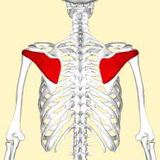 <p>Part of ROTATOR CUFF Origin: Infraspinous fossa of Scapula Insertion: Greater tubercle of Humerus Action: External Rotation of arm</p>