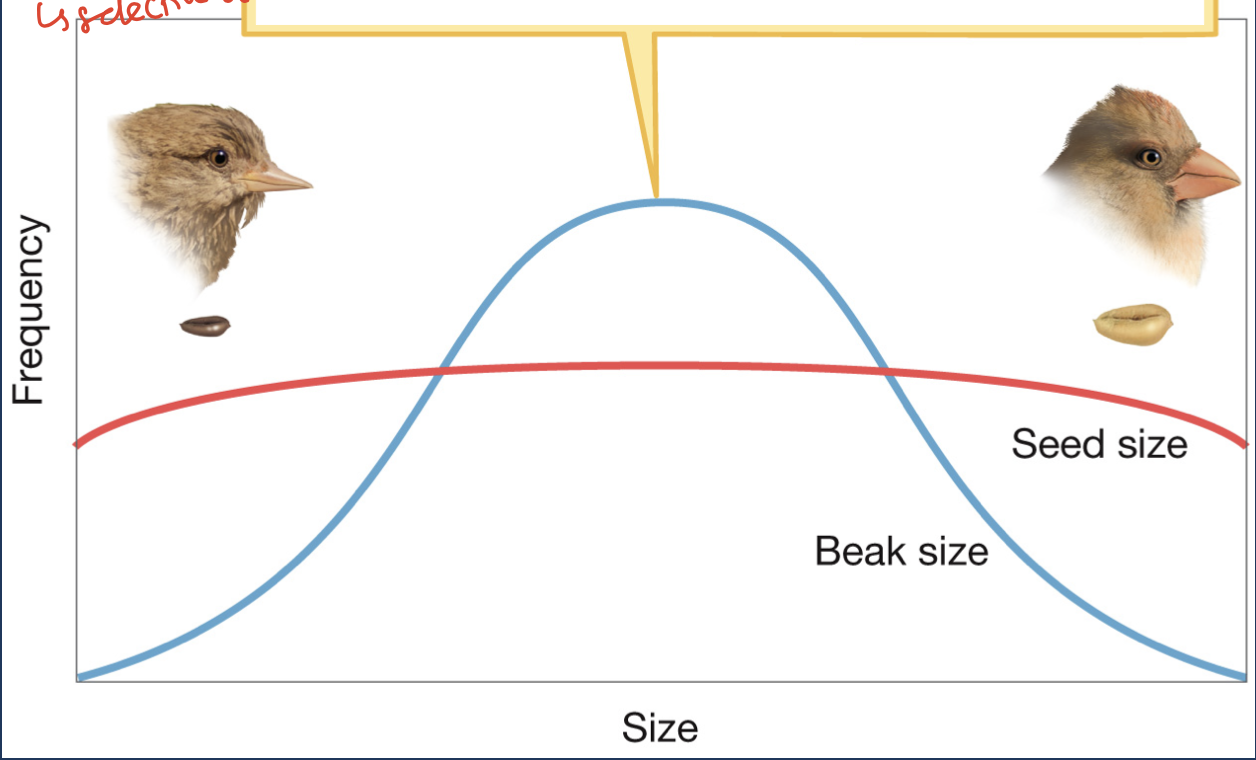 <p>In the following graph about beak size and seed size, what is happening?</p>