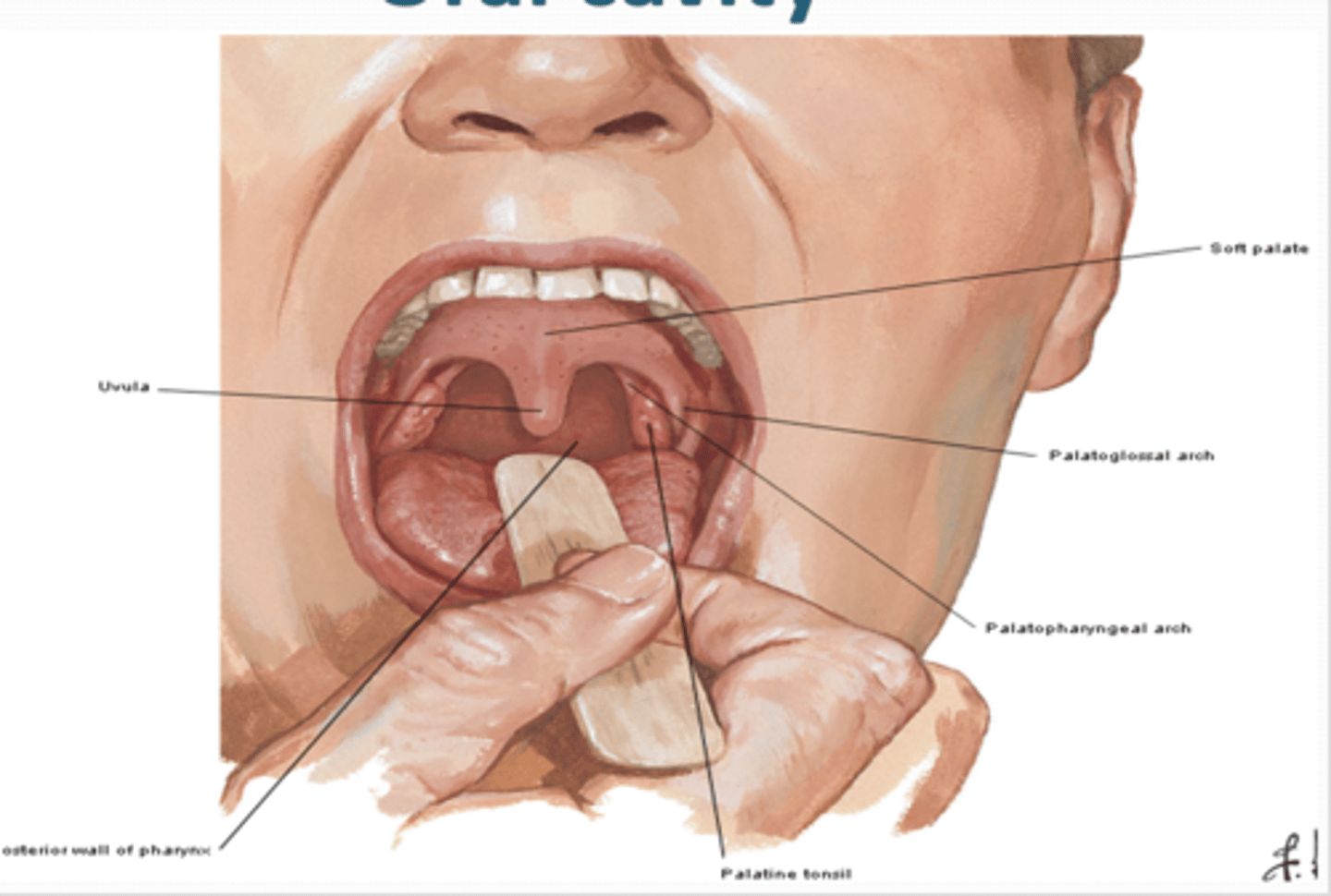 <p>occupies posterior 1/3rd of palate and is moveable. suspended from the posterior border of hard palate by the palatine aponeurosis.</p>