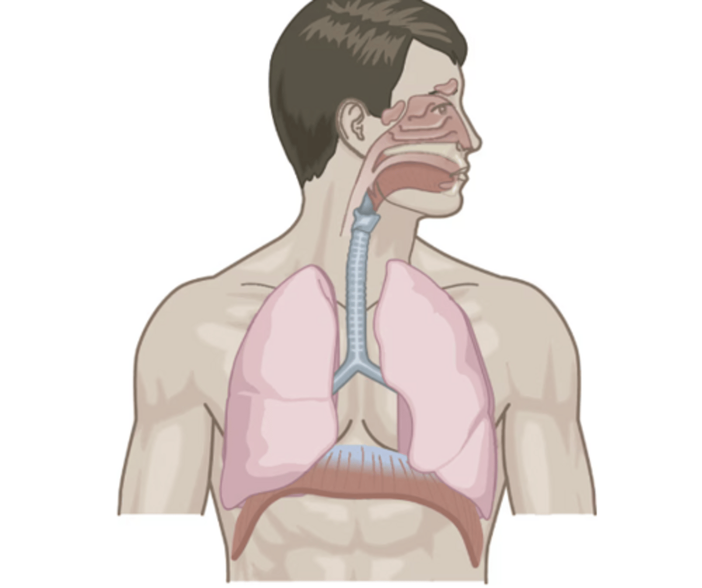 <p>A bodily system, also known as the pulmonary system, that brings oxygen into the lungs from breathed air while removing carbon dioxide from the lungs into the outside air; includes airways, lungs, and the respiratory muscles.</p>