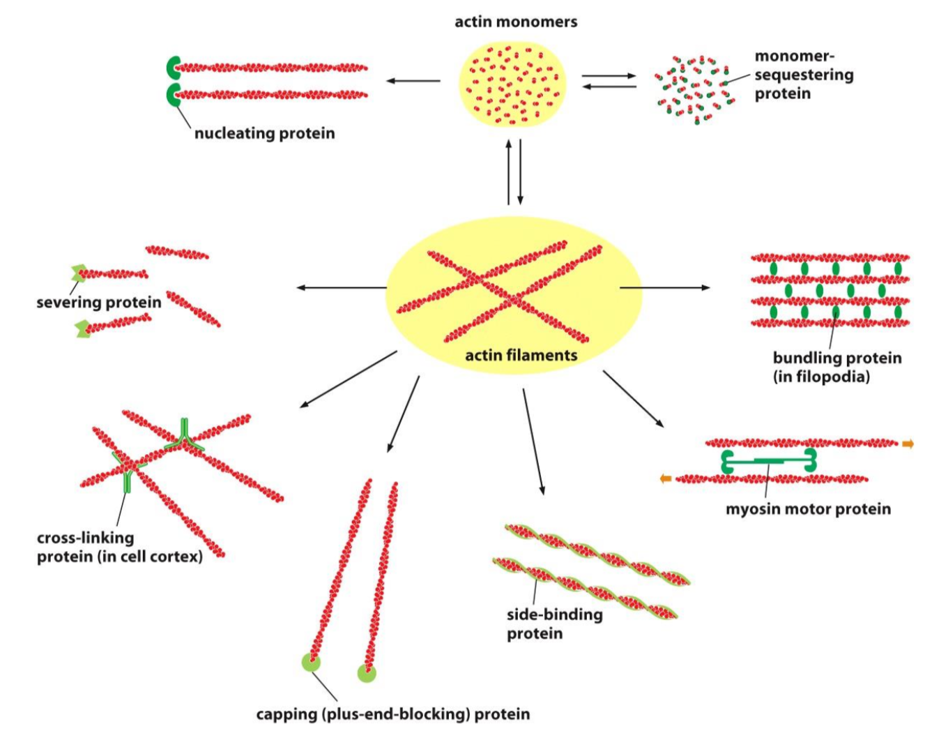 <p>Proteisn can block actin from polymerizing. They also do a lot more </p>