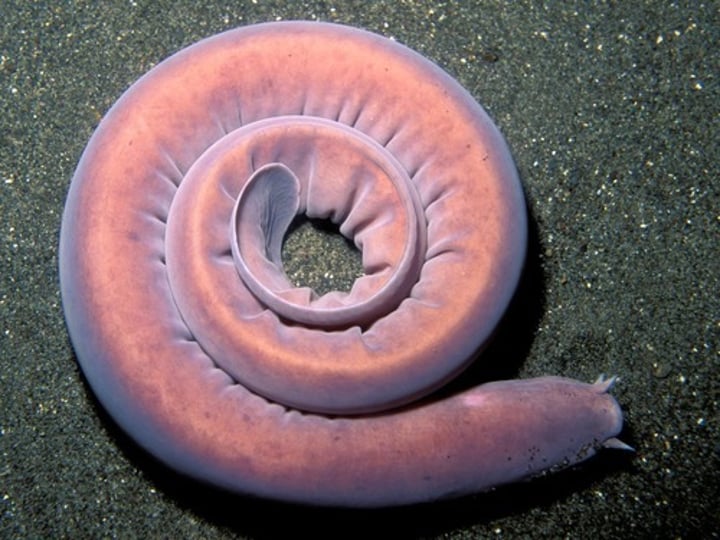 <p>exclusively marine- deep and continental waters<br>some species found in intertidal zone in cold waters<br>lack of actual vertebrae, rest of the skeleton is cartilage<br>posees no paired fins, only a single continuous tail<br>scavengers (feed on dead animals)<br>important, commercially speaking, for their skin and meat</p>
