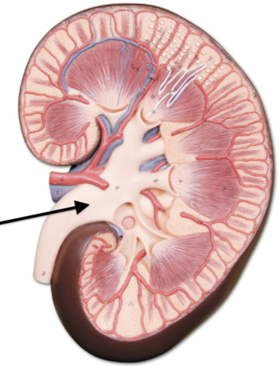 <p>Function:</p><p>Funnels urine into the ureter</p><p>Characteristics:</p><p>Funnel-shaped</p><p>Located in the renal sinus</p>