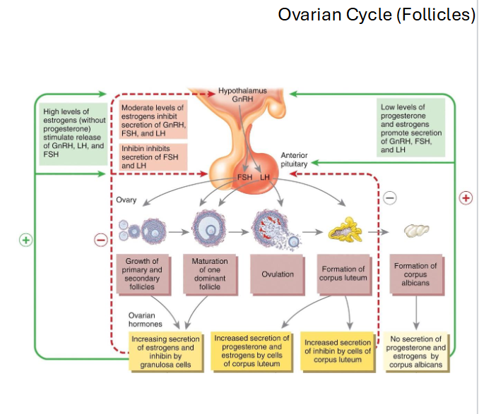 <p><span style="color: rgb(0, 0, 0);"><span>• Days 15-28</span></span><span style="color: rgb(0, 0, 0);"><br></span><span style="color: rgb(0, 0, 0);"><span>• Ruptured follicle → </span><strong><span>corpus luteu</span></strong><span>m</span></span><span style="color: rgb(0, 0, 0);"><br></span><span style="color: rgb(0, 0, 0);"><span>• Corpus luteum secretes </span><strong><span>progesterone + estrogen</span></strong></span><span style="color: rgb(0, 0, 0);"><br></span><span style="color: rgb(0, 0, 0);"><span>• Purpose: maintain and thicken endometrium</span></span><span style="color: rgb(0, 0, 0);"><br></span><span style="color: rgb(0, 0, 0);"><span>• </span><strong><span>Key idea</span></strong><span>: Progesterone is the </span><strong><span>dominan</span></strong><span>t hormone of this phase.</span></span></p>