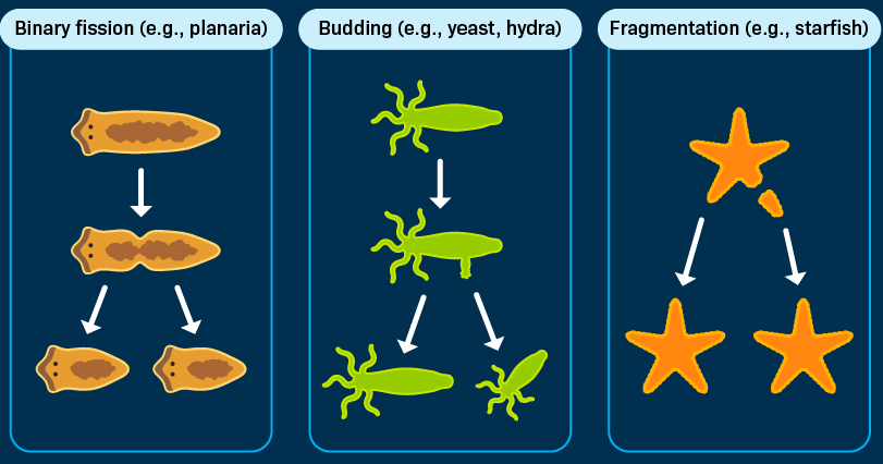 <p>Asexual reproduction</p>
