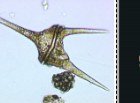 <p>dinozoa</p>