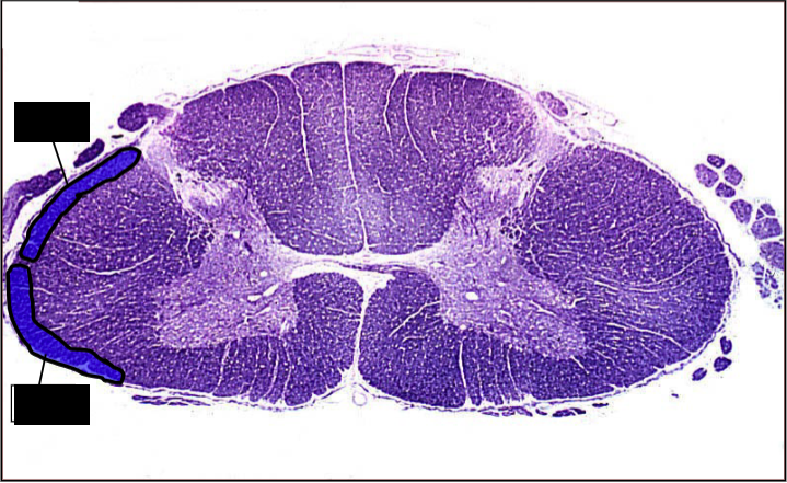 <p>which pathways are involved?</p>