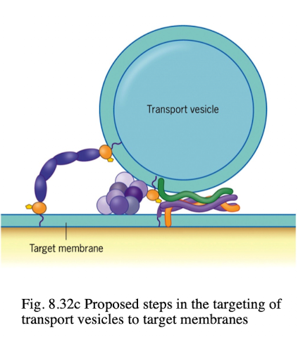 <ul><li><p>integral proteins that bring the vesicle and target compartment in close contact</p></li><li><p>v-SNAREs are found in transport vesicles, pairs with t-SNAREs to initiate fusion</p></li><li><p>t-SNAREs are found in target compartments that facilitate vesicle fusion in intracellular transport </p></li></ul><p></p>