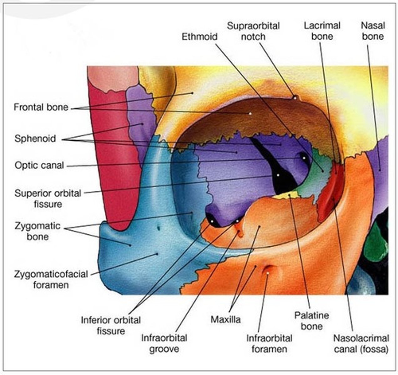<p>Frontal process of maxilla, Lacrimal bone, Orbital plate of ethmoid (lamina papyracea), Lesser wing of sphenoid.</p><p>papyracea = "paper thin"</p>