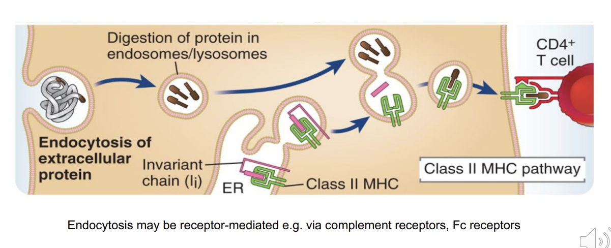 <ol><li><p>endocytosed</p></li><li><p>digested within endosomes/lysosomes </p></li><li><p>MHC class II molecules resides in the endoplasmic reticulum - but is bound to an<strong><u> invariant chain </u></strong>which occupies the binding groove </p></li><li><p>once the MHC II transferred into the lysosome vesicle → invariant chain is <strong><u>exchanged</u></strong> for the antigenic peptide which can then bind to the binding groove </p></li><li><p>MHC class II is then transported to the cell surface </p></li><li><p>can now be presented to CD4 T cells </p></li></ol><p></p>