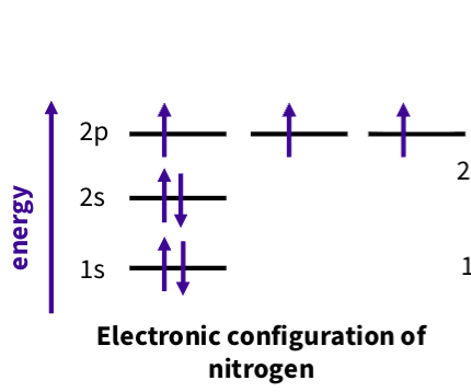 <ul><li><p>2 electron sin 2s ,one in each 2p</p></li></ul><p></p>