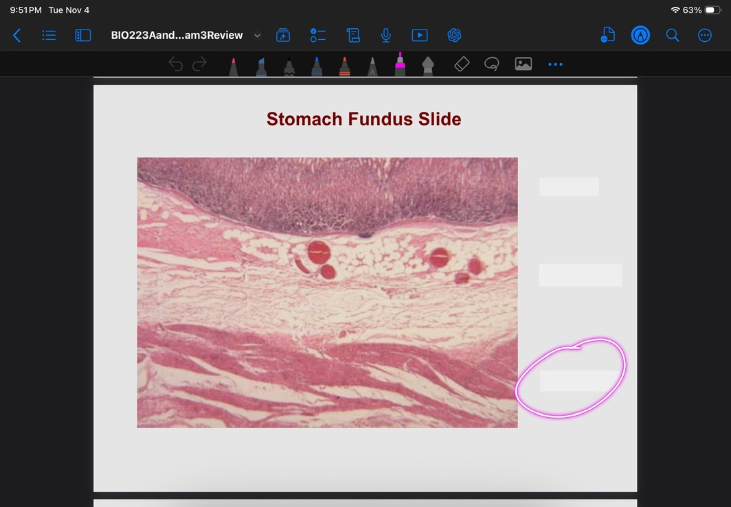 <p>What is this layer?</p>