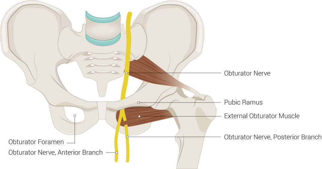 part of lumbosacral plexus