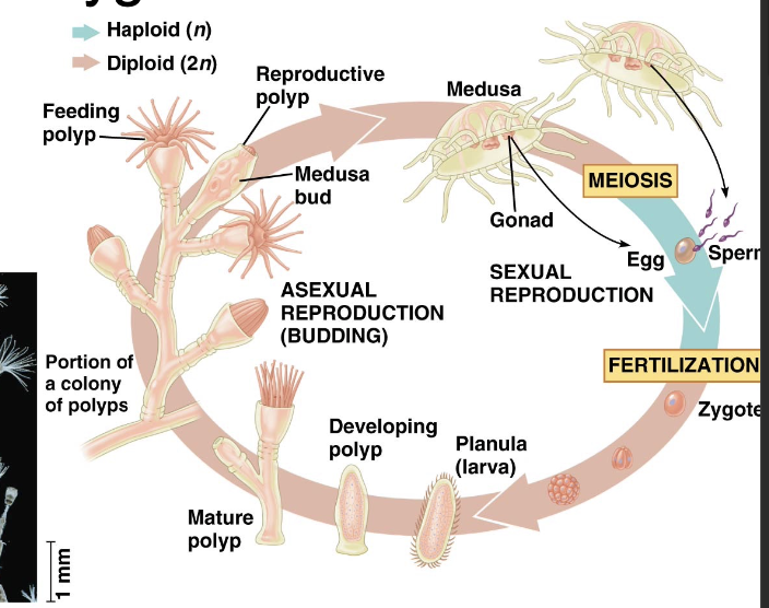 <p>Polyp form (adult) produces tiny medusae via asexual budding. Medusae’s gametes fuse to produce zygote</p>