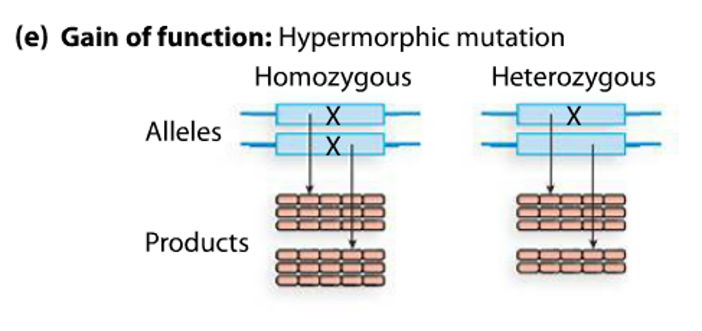 <p>enhanced gene function (protein functions more efficiently)</p><p>-extremely rare</p><p>-usually dominant</p><p>gain of function mutation</p><p>Make more of a gene product</p>