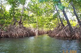wetlands with trees