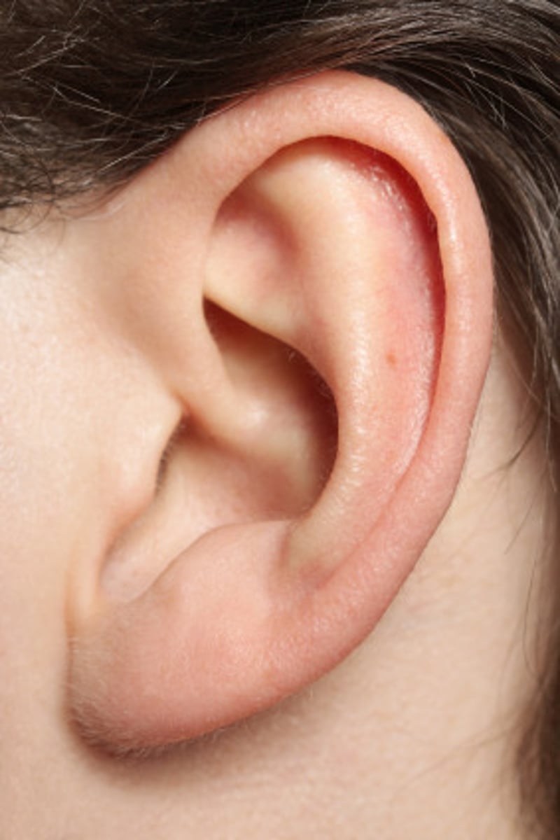 <p>ear</p>