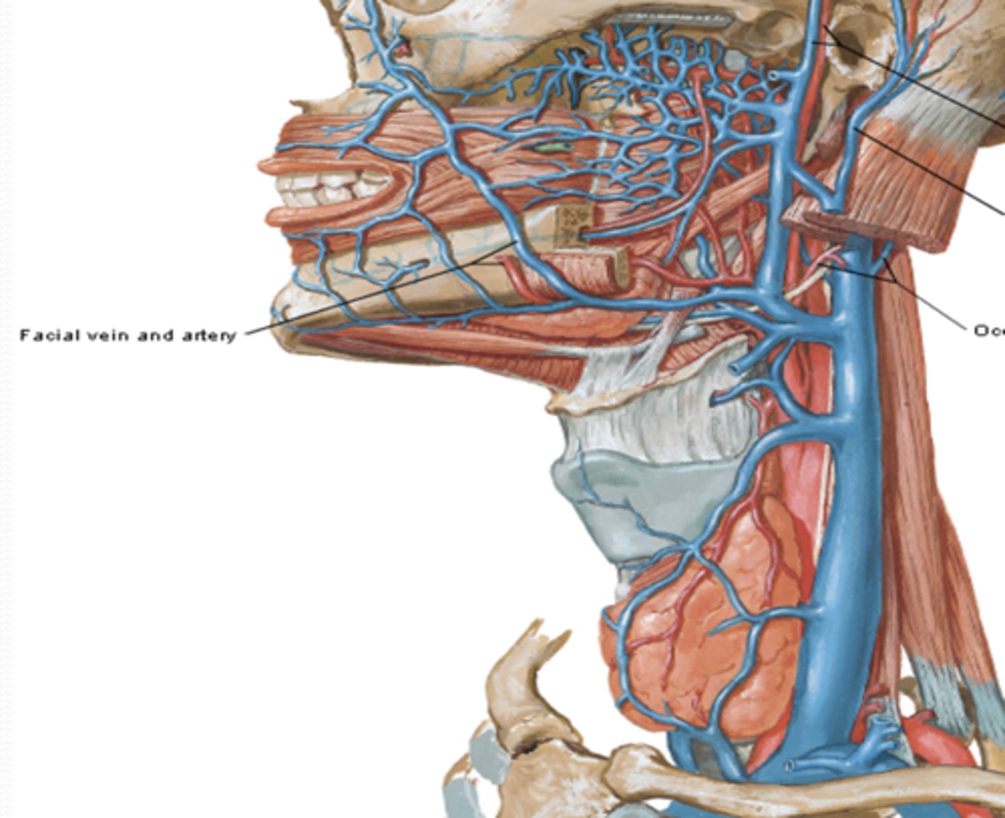 <p>What is the origin of the facial vein?</p>