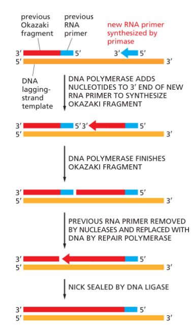 <p>the DNA strand that is made <strong>discontinuously</strong> in short fragments that are later joined together to form one continuous new strand.</p><ul><li><p>appears to grow in 3’ to 5’ direction but it does NOT!</p></li><li><p>DNA polymerase only synthesizes in 5’ to 3’ direction!!</p></li><li><p>numerous RNA primers needed</p></li></ul><p></p>