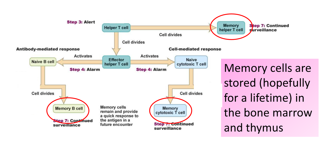 <ul><li><p><span><span>The Encounter is Remembered in the form of the Memory Cells</span></span></p></li><li><p><span><span>Ex. Memory Helper T Cells, Memory Cytotoxic T Cells, and Memory B Cells</span></span></p></li><li><p><span><span>Continued Surveillance</span></span></p></li><li><p><span><span>Memory cells are stored (hopefully for a lifetime) in the bone marrow and thymus</span></span></p></li><li><p><span style="background-color: transparent;"><span>The duration that memory cytotoxic T cells last depends on the type of pathogen or virus exposure—some lead to only short-term memory, while others produce memory cells that persist for a lifetime</span></span></p></li><li><p><span style="background-color: transparent;"><span>Ex. Kids who are exposed to less germs growing up get sick more frequently and for longer periods of time compared to kids exposed to more germs</span></span></p></li></ul><p></p>