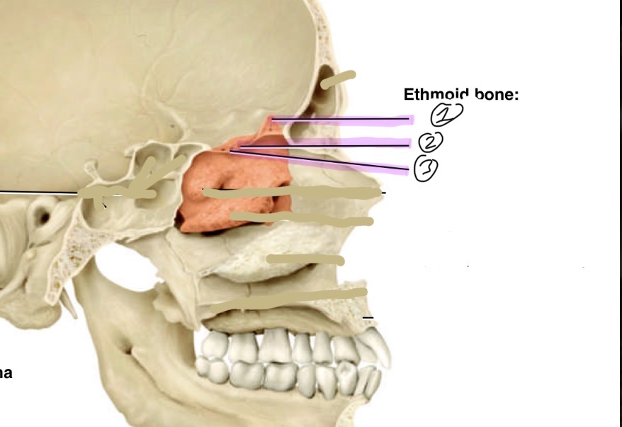 <p>Identify the ethmoid bone markings </p>