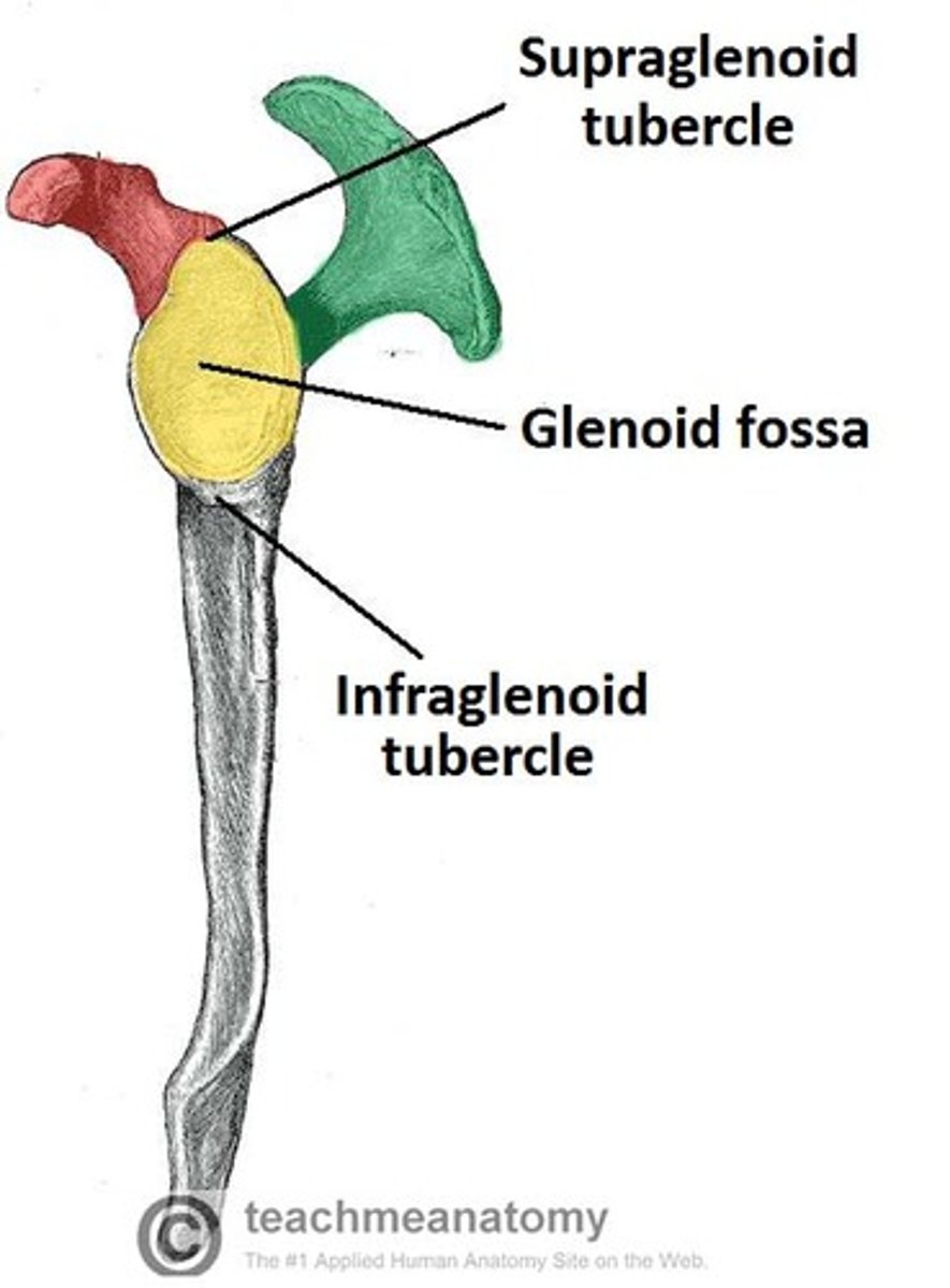 <p>- glenoid cavity</p><p>- coracoid process</p><p>- head of scapula</p><p>- neck of scapula</p><p>- suprascapular notch</p>