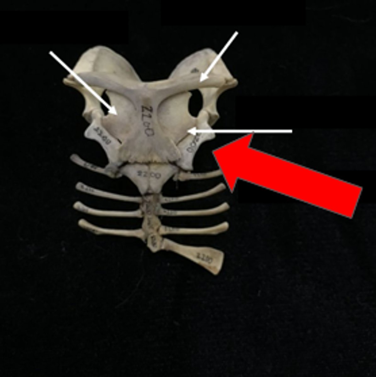 knowt flashcard image