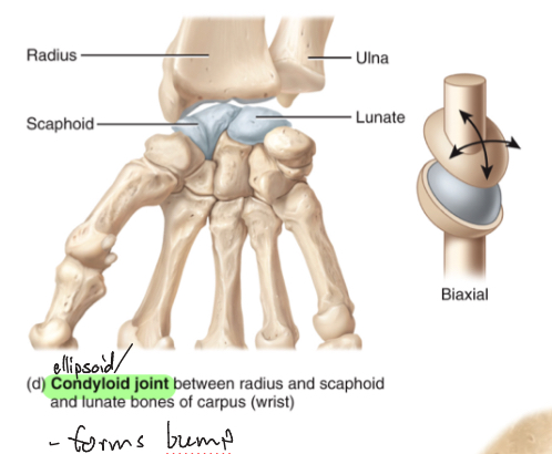 <ul><li><p>oval shaped projection fits into oval shaped depression</p></li><li><p>Flexion/extension, abduction/adduction</p></li></ul><p></p>